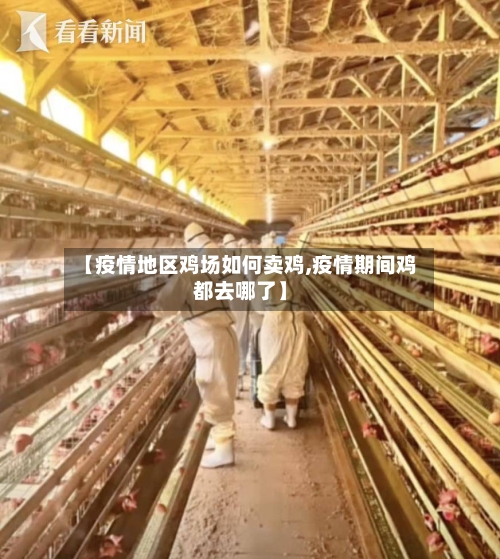 【疫情地区鸡场如何卖鸡,疫情期间鸡都去哪了】-第2张图片