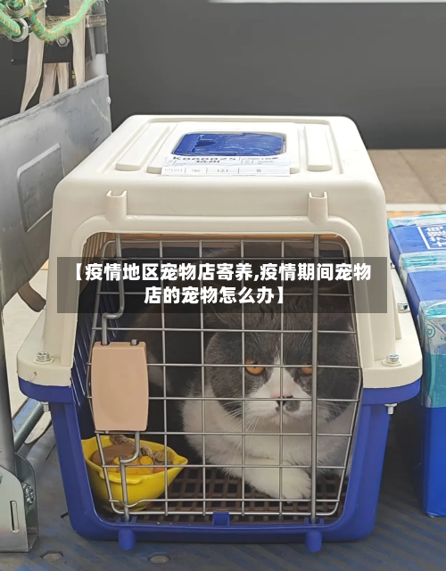 【疫情地区宠物店寄养,疫情期间宠物店的宠物怎么办】-第2张图片