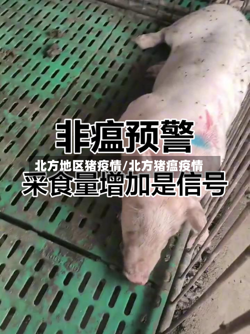 北方地区猪疫情/北方猪瘟疫情-第1张图片