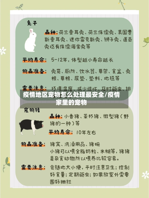 疫情地区宠物怎么处理最安全/疫情家里的宠物-第2张图片