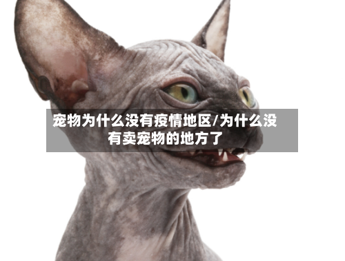 宠物为什么没有疫情地区/为什么没有卖宠物的地方了-第1张图片