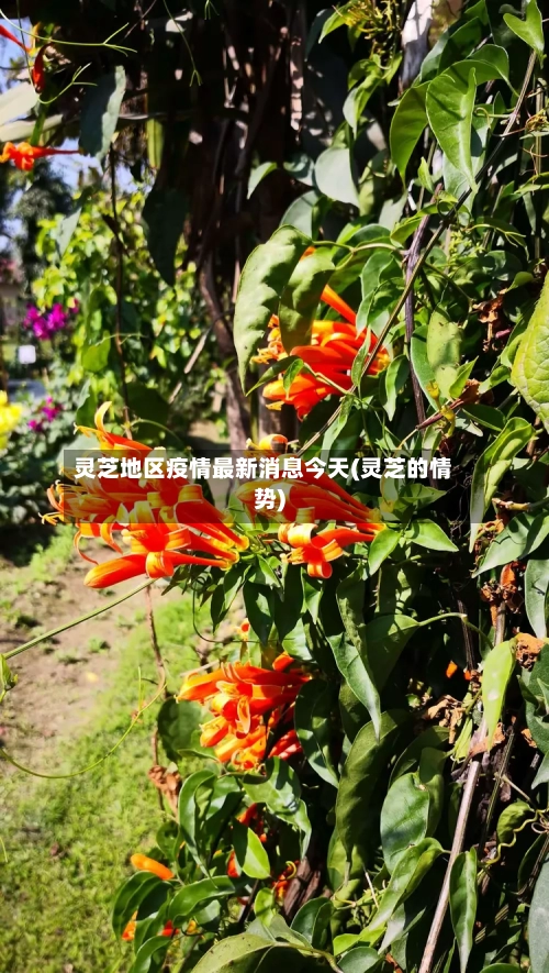 灵芝地区疫情最新消息今天(灵芝的情势)-第1张图片