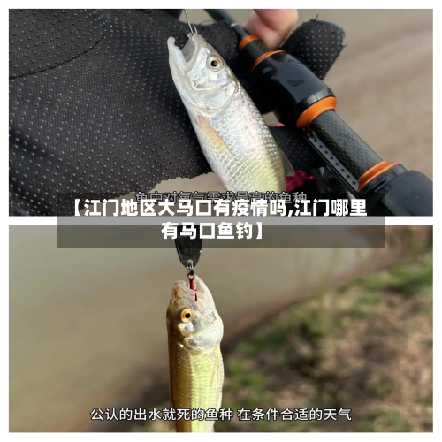 【江门地区大马口有疫情吗,江门哪里有马口鱼钓】-第1张图片